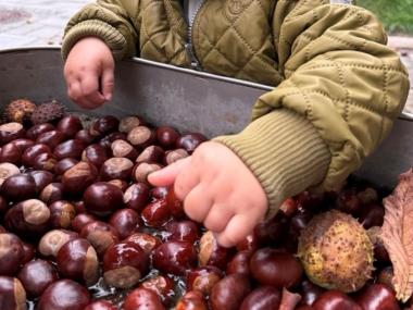 Barn der leger med kastanier